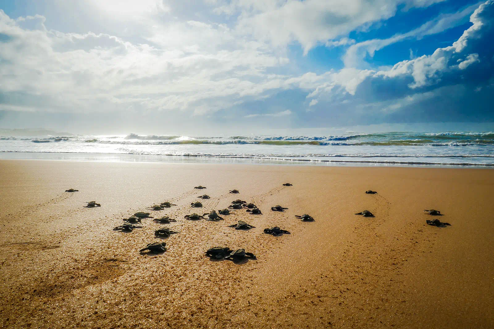 Ecotourism in Crete: Explore a Loggerhead Sea Turtle Nesting Beach