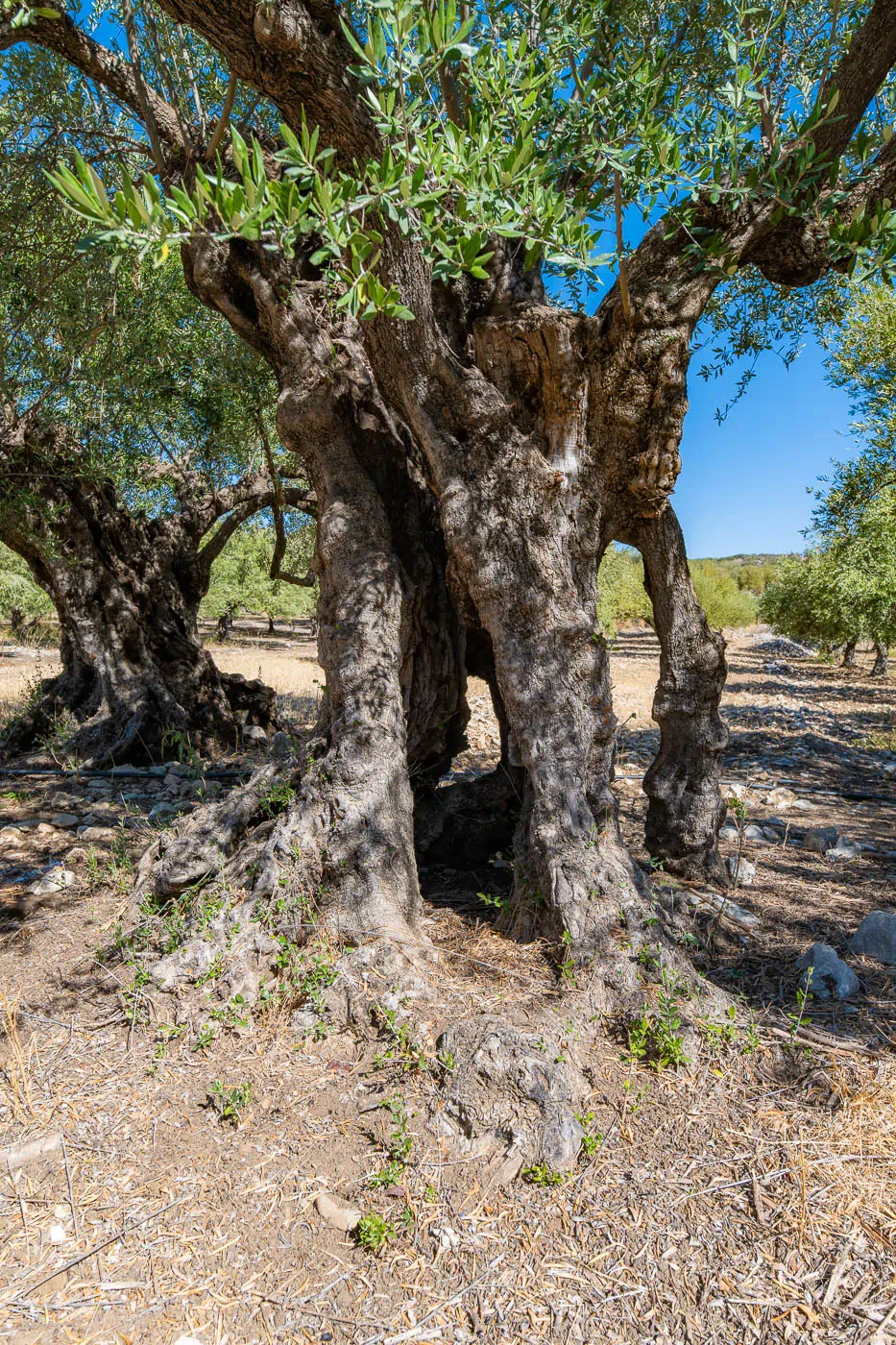 Olive tree trunk next to Agios Konstantinos in Kritsa Olive tree trunk next to Agios Konstantinos in Kritsa