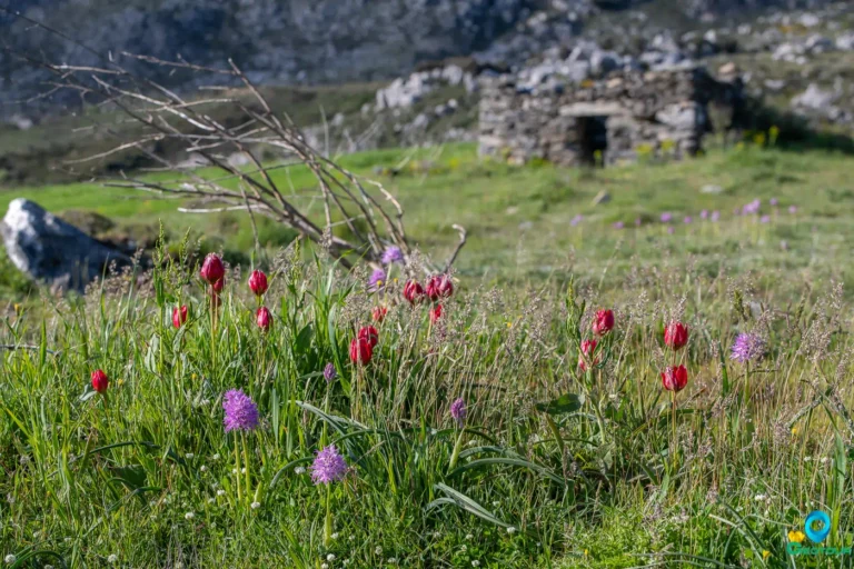 The Gious Kampos Plateau