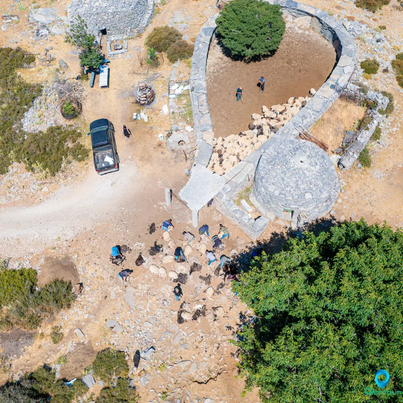 Sheep trimming in Nida plateau in Psiloritis