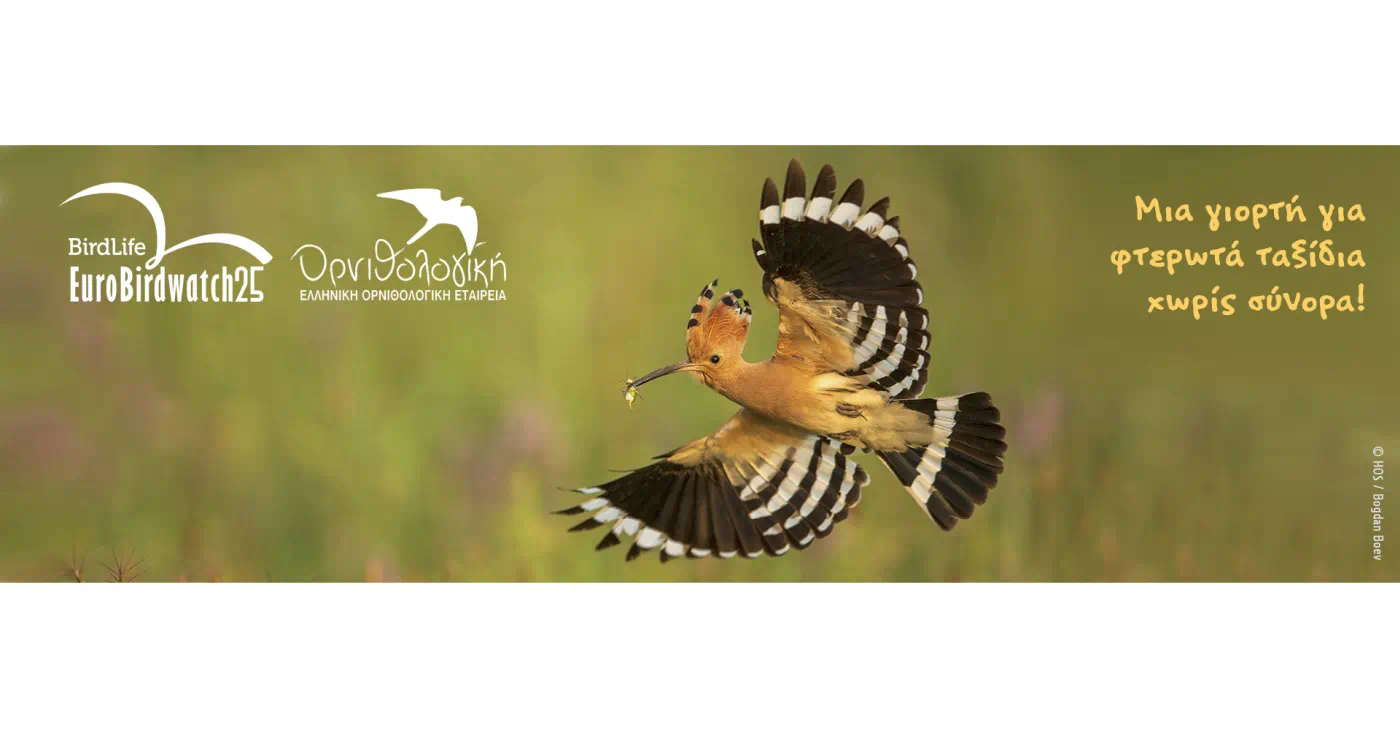 Festival of Birds at Lake Agia